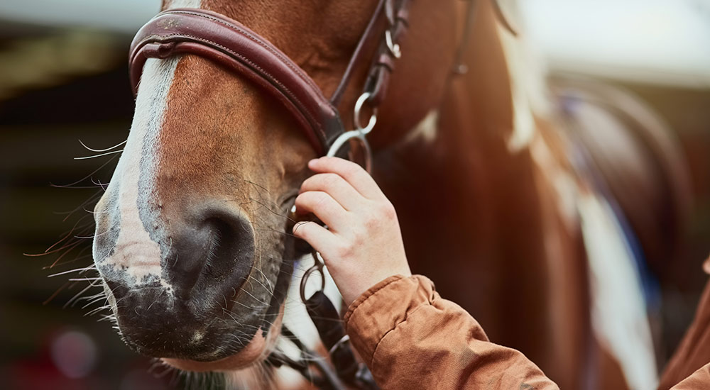Horseback-Riding Horseback Riding